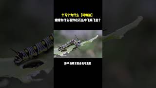 十万个为什么【动物篇】蝴蝶为什么喜欢在花丛中飞来飞去？