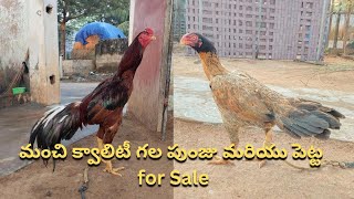 మంచి క్వాలిటీ గల పుంజు మరియు పెట్ట for Sale / Narasimha babu / 8008998909