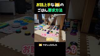 お話上手なシェルティのごはん要求方法【会話ボタンでしゃべる犬】 #shorts #dog