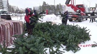 Павлодар әкімдігі жаңа жылды қарсы алуға 105 млн. теңге жұмсамақ