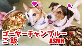 ゴーヤーチャンプルーご飯を食べたジャックラッセルテリア^^。4K[ASMR]