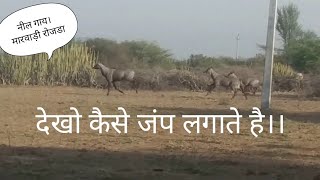 नील गाय (मारवाड़ी रोजडा)