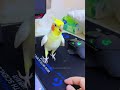 poly the cockatiel s chirping is so cute it could make a rock smile 😅🥰🦜 cutepetstrending