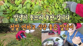 들판에 말냉이가 너무 연하고 좋아요 연하고 부드러운 식감에 맛도 훌륭한 말냉이 맛보세요