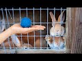 Watch these shelter bunnies react to their FIRST toy! 🥹