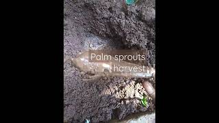 City లో తేగలు palm sprouts పండించడం ఎంతో ఆనందం. Tender palm shoots/palmyra sprouts harvest. #Shorts