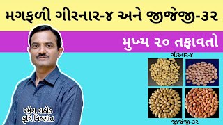 ગિરનાર ૪ અને GJG ૩૨ મગફળીની માહિતી | મુખ્ય ૨૦ તફાવતો | ઉત્પાદન | Magfali | @RAMESHRATHOD @girnar4