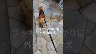 散歩行きたくて待機中の猫😺 #サイベリアン #ネコ #shorts