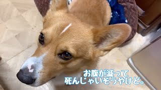 朝からテンションの上げ下げが激しすぎるコーギー犬コナンが可愛い