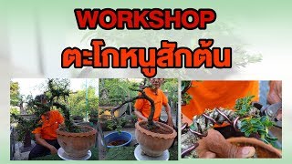 Bonsai Station [Workshop Station] EP.  9 Workshop ตะโกหนูสักต้น