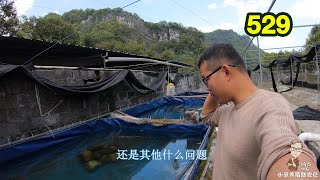 第529集 冷水鱼如何产卵？整整3天等待 本以为方法绝妙却被现实无情打脸