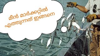 കടലിൽനിന്നും മീൻ പിടിച്ച് മാർക്കറ്റിലേക്ക് എത്തിക്കുന്നു/മുംബൈയിലെ കടൽ മക്കളുടെ ജീവിതം