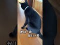 黒猫が痒いところを掻くだけのシュールな動画　 保護猫　 野良猫　 ねこ動画