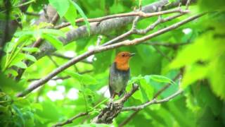 コマドリ（2）さえずり - Japanese Robin - Wild Bird - 野鳥 動画図鑑