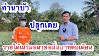 อาชีพเสริมเกษตร การทำนาบัว ปลูกเตย