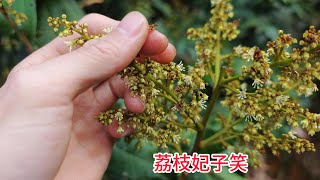 荔枝妃子笑殺花壓花15天了，花穗5cm時疏花的效果不錯，去頭尾留中間It has been 15 days since Litchi Feizi Xiaosha Flower was pressed.