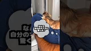 犬が自分のオナラに驚く理由がバカすぎた。 #shorts