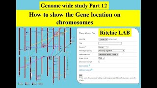 Genome wide study Part 12 | Gene location on chromosome | Phenogram  Ritchie lab | gene duplication