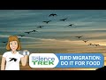 Bird Migration: Doing It For Food! | Science Trek