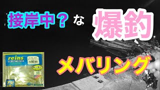 接岸中？な爆釣メバリング 知多半島