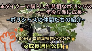 【ダイソー観葉植物が成長】★ポリシャスの仲間紹介★ダイソーで買ったポリシャスが１年半で大きく成長ー１年間の成長過程も公開ーやっぱり夏は外で育てた方がグングン成長するね！