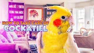 Cockatiel Care!: How to Take Care of a Cockatiel!