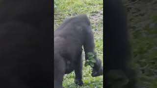 #gorilla Iriki mom \u0026 son #Ringo #shorts