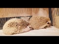 ハリネズミ vlog.05「部屋んぽ」 hedgehog vlog play in the room …5 13.2023