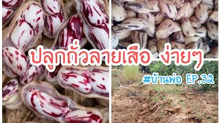 🥬ปลูก 🥜#ถั่วดินลายเสือ 🍉🌽#เก็บผักผลไม้ที่นา 🍅🍓 #บ้านพ่อ EP.32