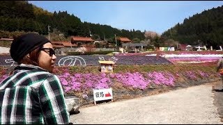 周南市大道理の　「芝桜」に男三人で行ってみた！