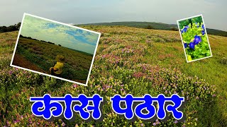 Kaas Pathar | Satara | Valley of Flowers | कास पठार | जगप्रसिद्ध असंख्य फुलांचे पठार | सातारा | 2024