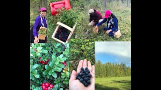 Fun-packed Evening | Annual Berry Picking Venture | Tips to make Berries Last Longer |Finnish Nature