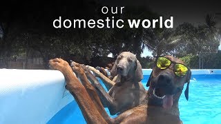 Animal Challenges \u0026 The Pool | Our Domestic World