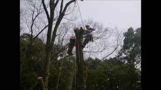 急傾斜地リギング伐採