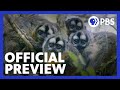 Primates | Episode 2 Preview | Family Matters | NATURE | PBS