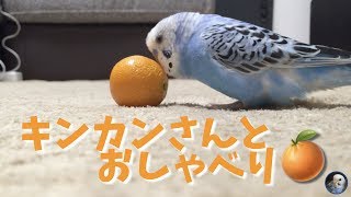 キンカンさんとおしゃべりするインコのピピ Talking budgerigar [#037]