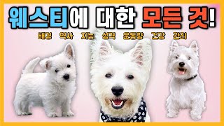 웨스트 하이랜드 화이트 테리어(웨스티)에 대한 모든 정보! [강아지 품종 특징]