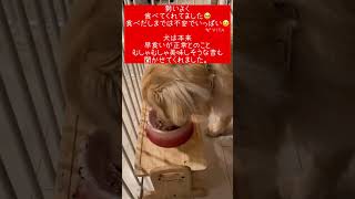 【完治】お散歩と普通食再開しました　#ゴールデンレトリバー  #shorts#大型犬 #動物病院