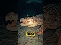 jaat animals funny snake crocodile automobile