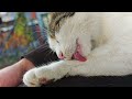 how cats groom themselves slow motion video