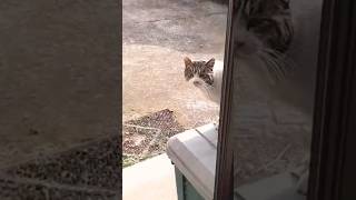 「猫動画」地域猫に出待ちされました… #猫  #地域猫活動