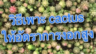 การเพาะเมล็ดcactusอัตราการงอกสูง เมล็ดพันธุ์กระบองเพชร กุหลาบหิน ไม้อวบน้ำ succulents seeds |ขายเม็ด