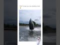 perahu speed boat atraksi jumping di sungai shorts shortsviral