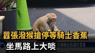 囂張潑猴搶停等騎士香蕉 坐馬路上大啖－民視台語新聞