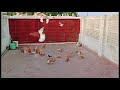 laal sherazi fighter pigeons khanpur sherazi pigeons