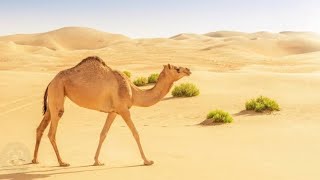 Camel for 2 minutes