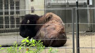 アメリカバイソンのようすです【未公開編】【上野動物園】