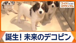 大谷翔平選手の愛犬・デコピンで注目！希少犬種「コーイケルホンディエ」の魅力とは？【ワイド！スクランブル】(2024年12月16日)