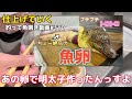 剥きたてってヤバい！！捌いた瞬間に乗せて食べるウニ丼が旨すぎた（買って魚捌き動画 73）