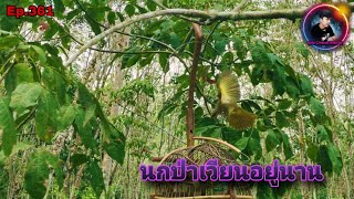 เสียงนกดอกแตงEp.361 นกป่าตัวใหญ่เวียนอยู่นาน ก่อนพุ่งลงกรง(Stripe-throated Bulbul)